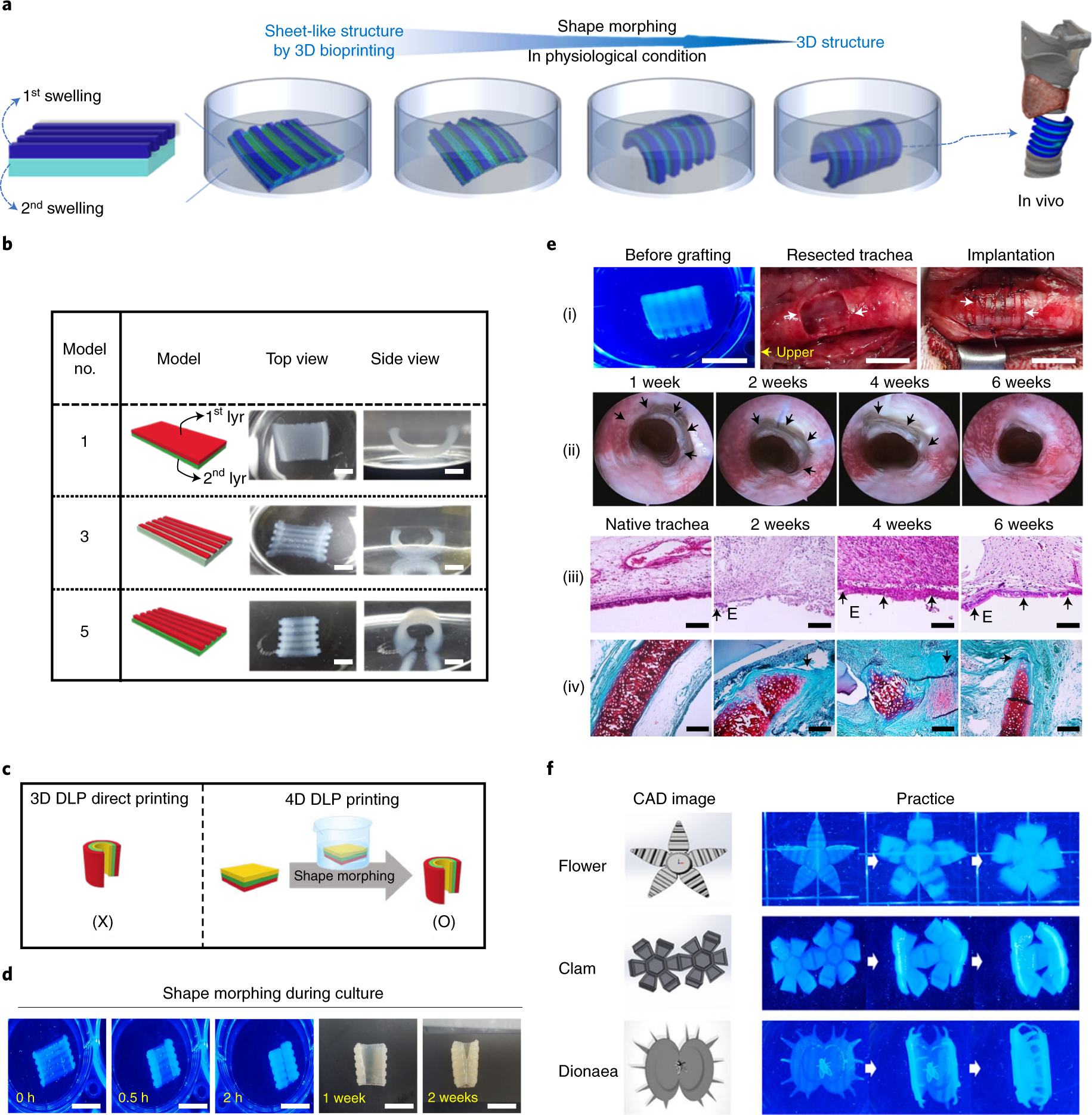 Fig. 5: Trachea tissue engineering using DLP 4D bioprinted cell-laden Sil-MA hydrogel70.