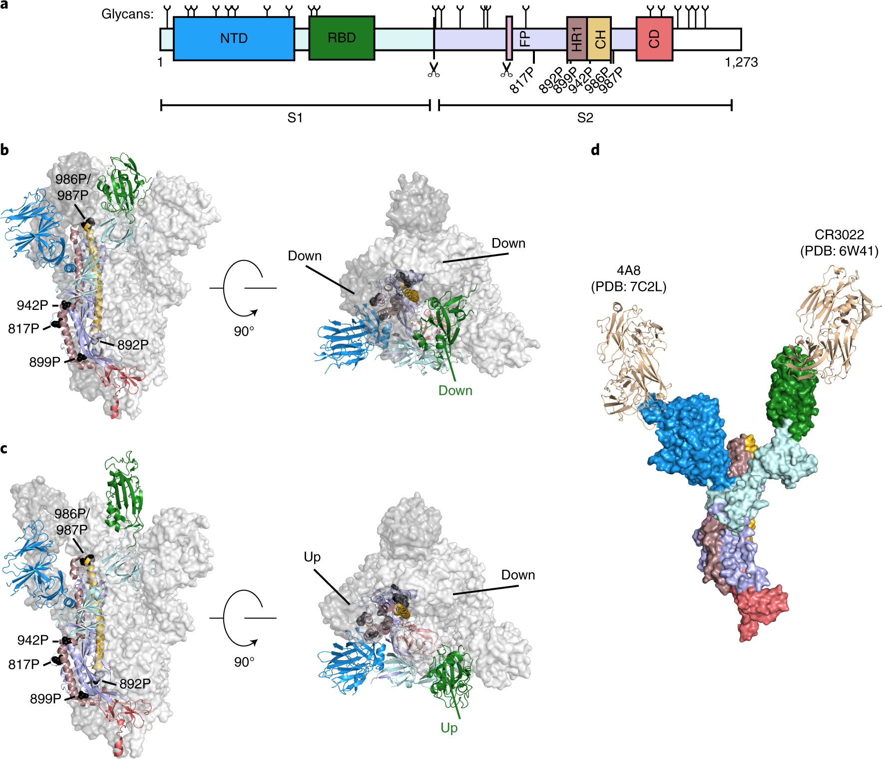 Fig. 1: Overview of SARS-CoV-2 spike structure and antigenicity.