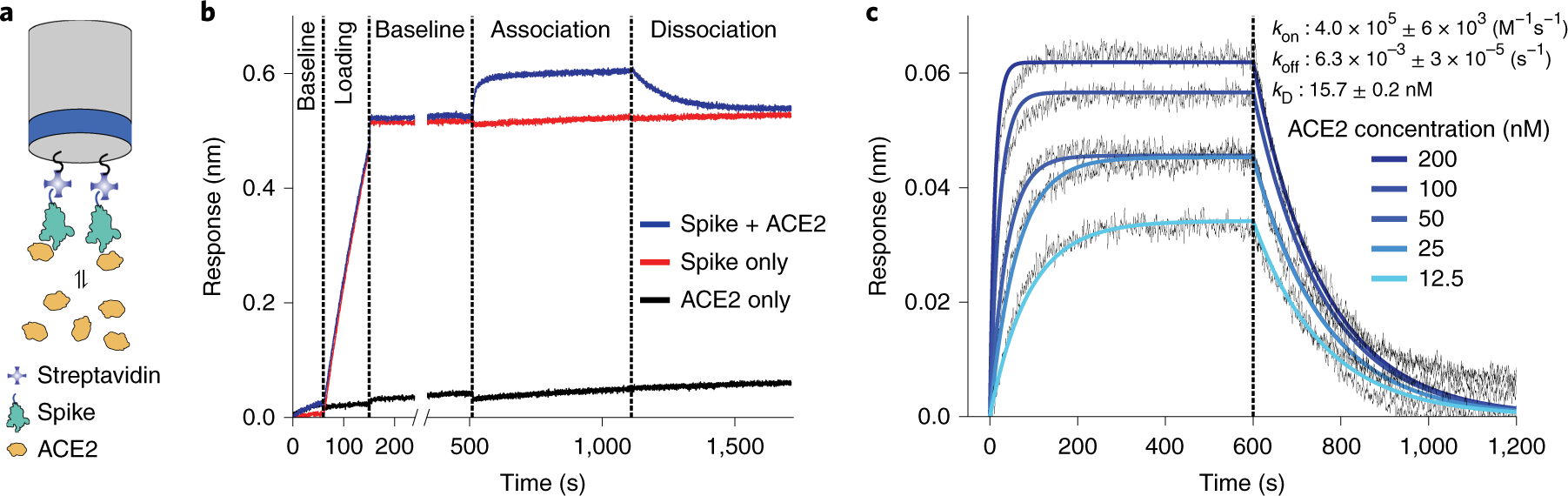 Fig. 3: BLI analysis of spike-ACE2 binding.