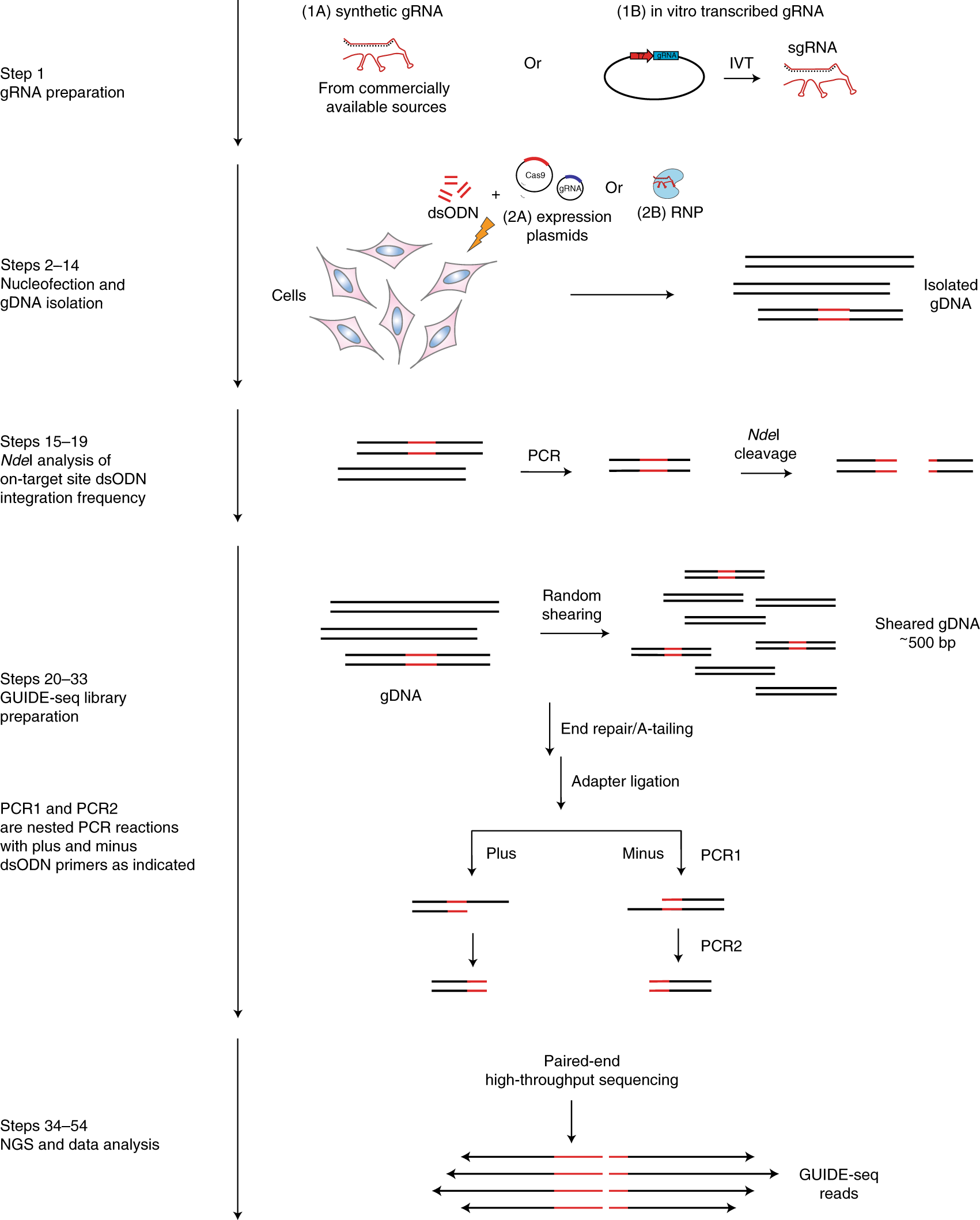 Fig. 1: Schematic workflow of GUIDE-seq method.