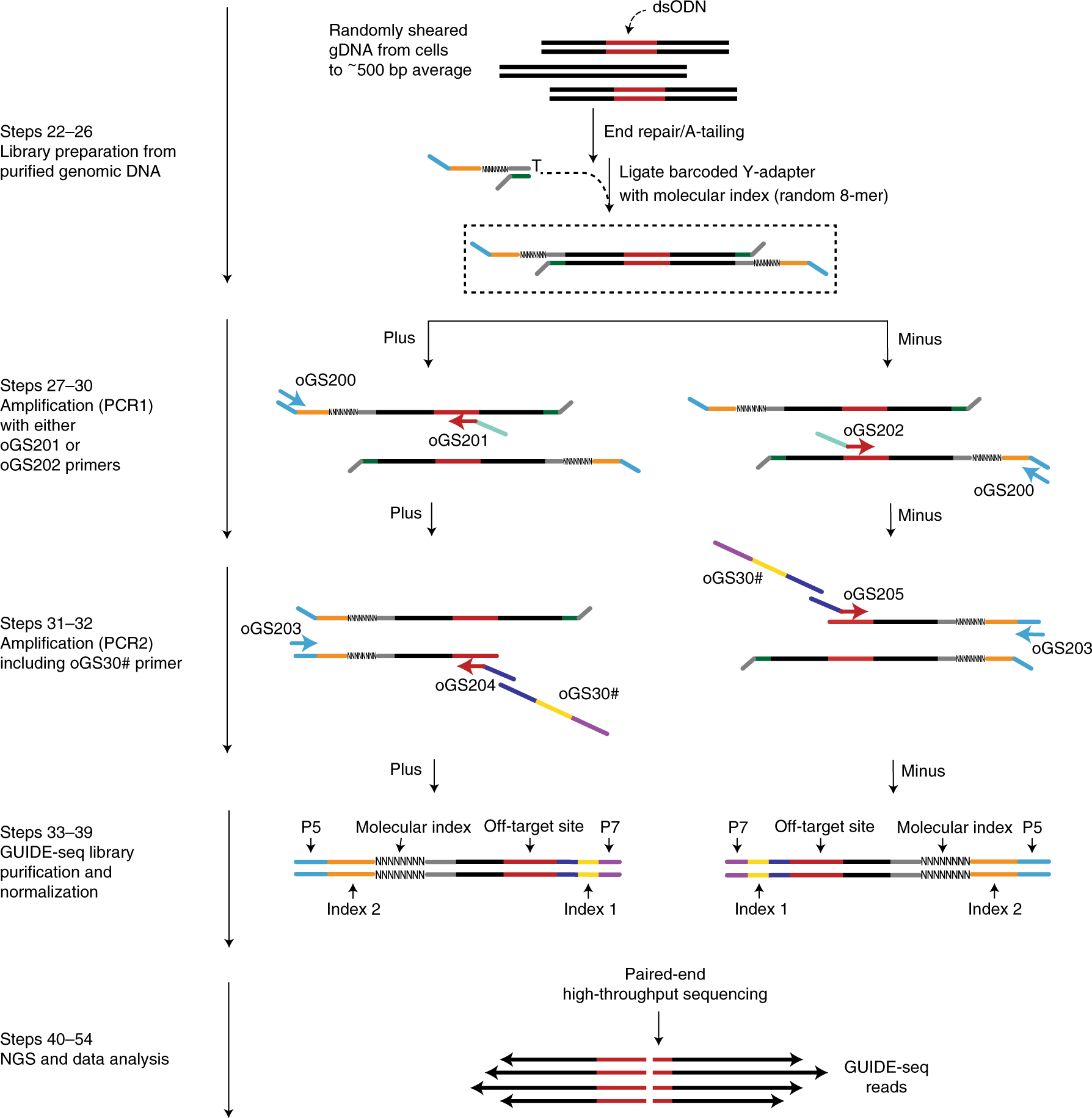 Fig. 2: Principle of GUIDE-seq library preparation and paired-end analysis.