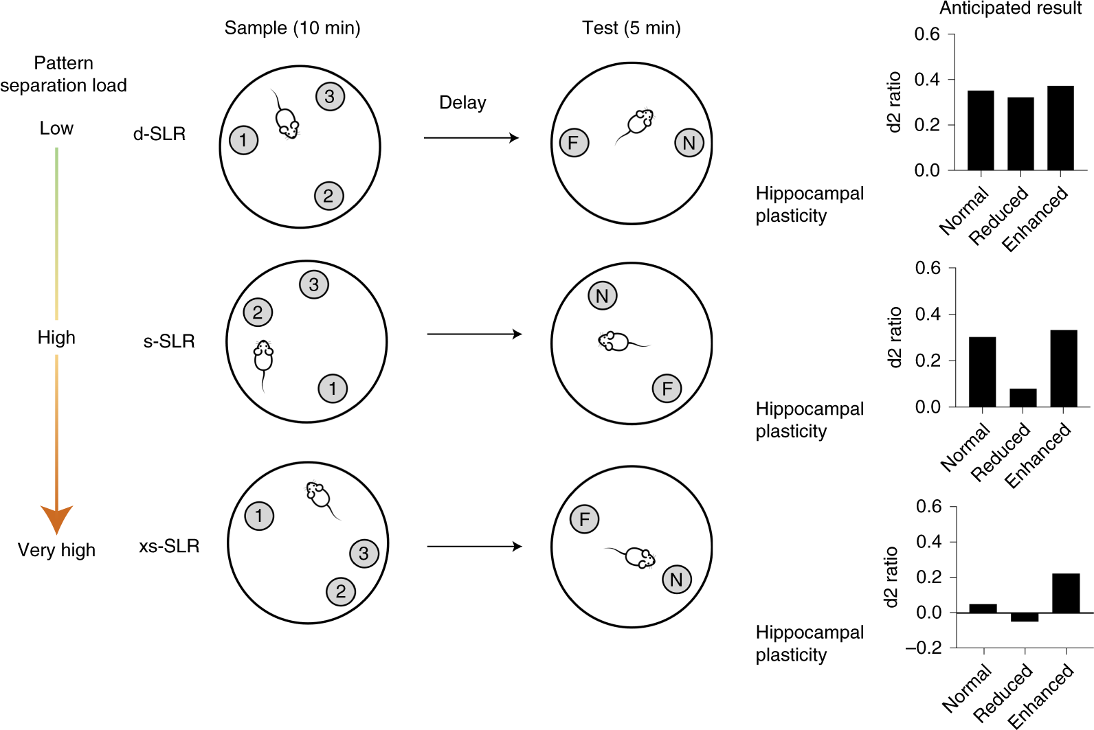 Fig. 1: SLR task to assess pattern separation in rats or mice.