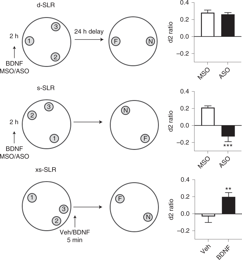 Fig. 2: Experimental data showing the effect of manipulations that reduce or augment hippocampal plasticity on SLR performance.