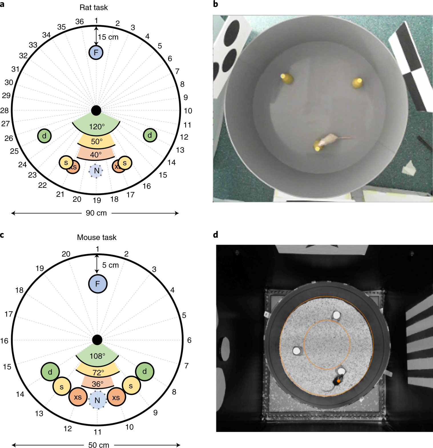 Fig. 3: SLR apparatus setup for rats and mice.