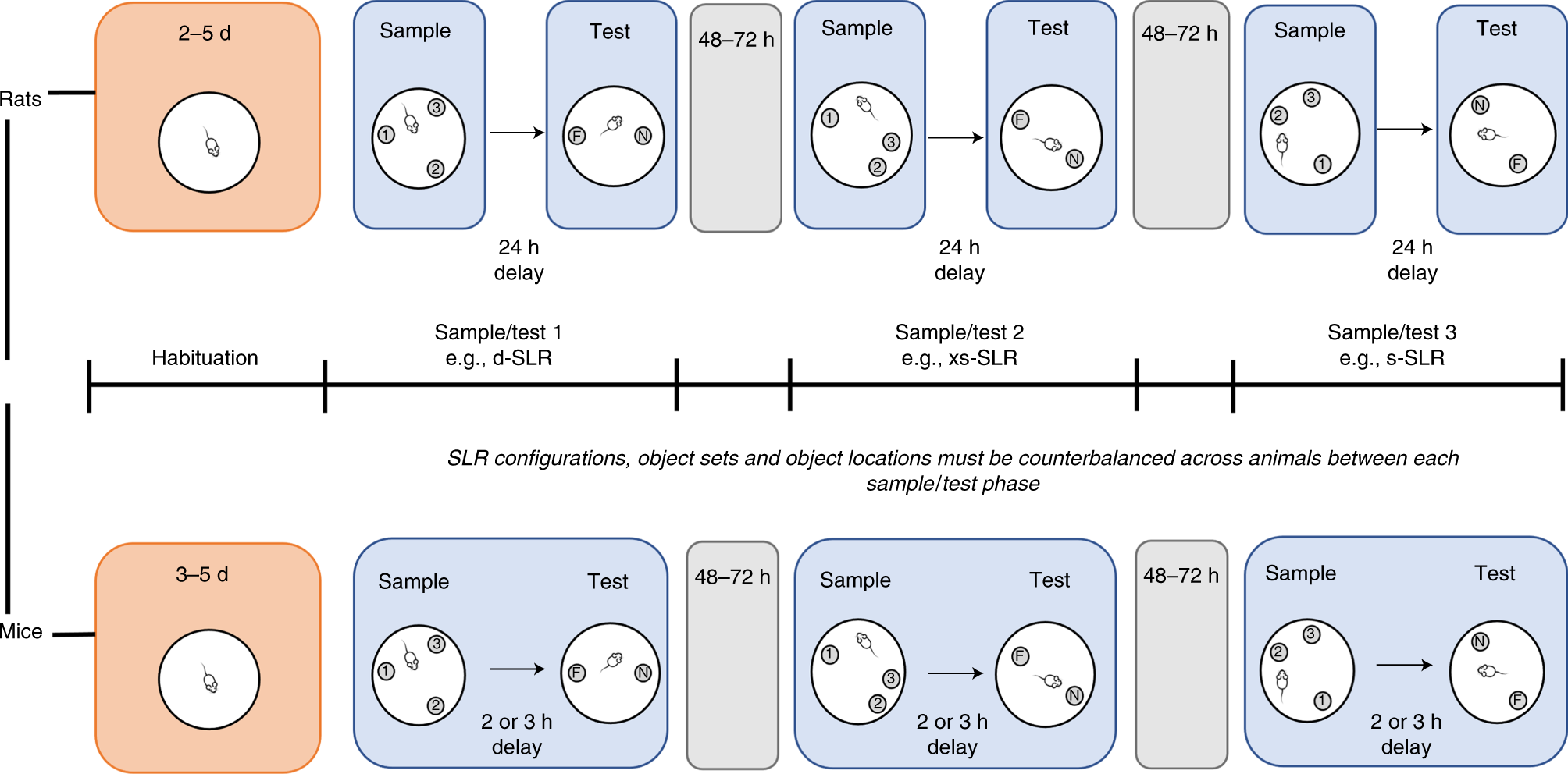 Fig. 6: Flowchart of the experimental protocol for rats and mice.