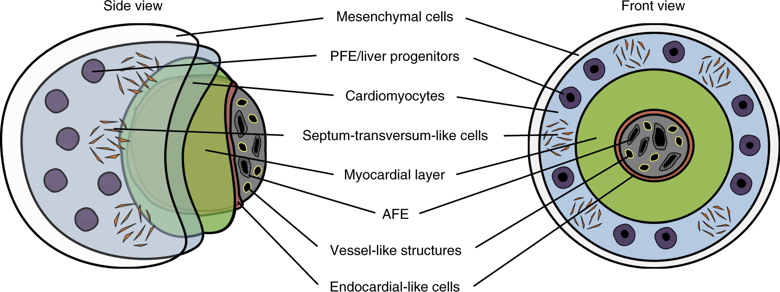 Fig. 1: Scheme of an HFO.