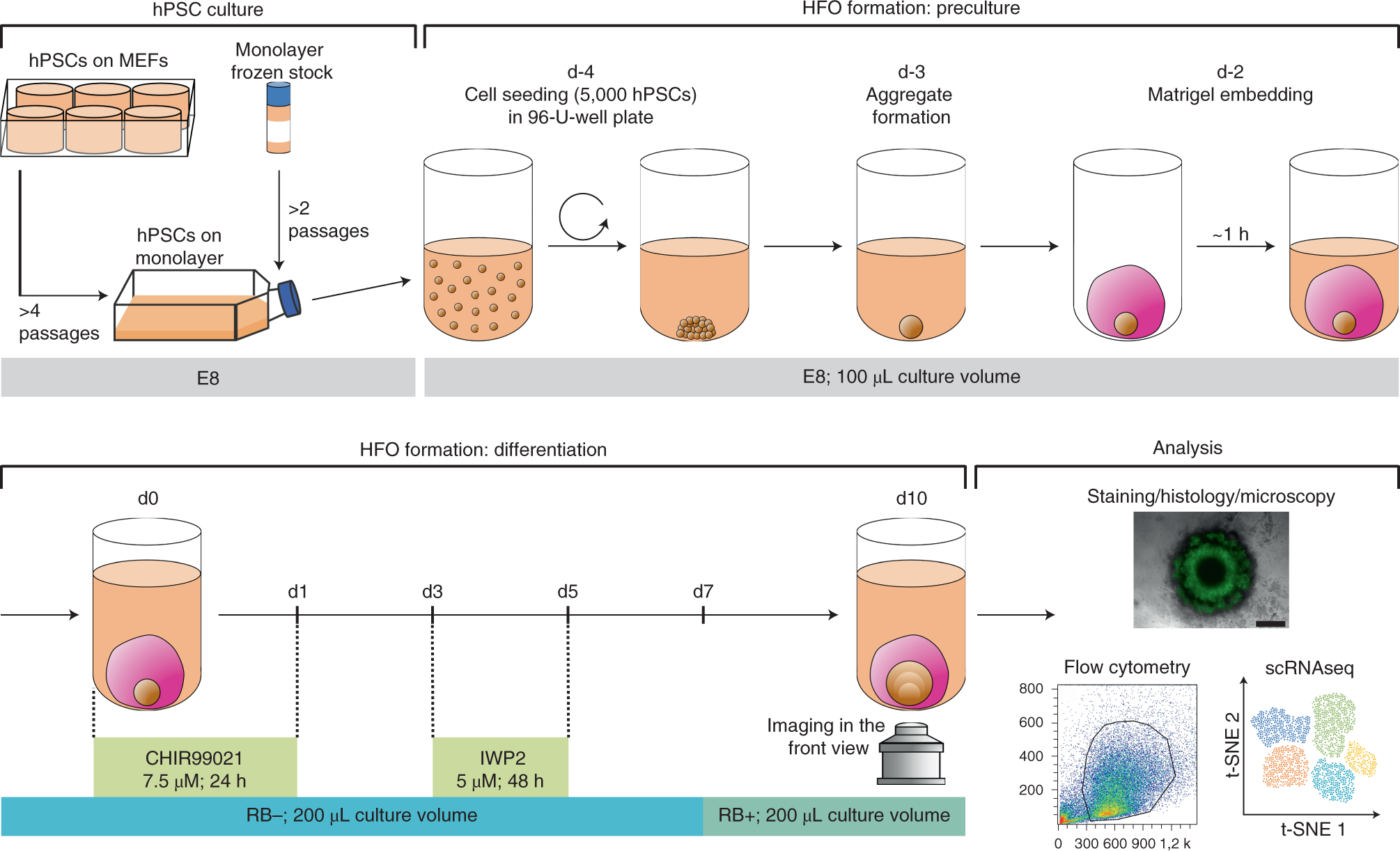 Fig. 2: Schematic illustration of the HFO differentiation from hPSCs.