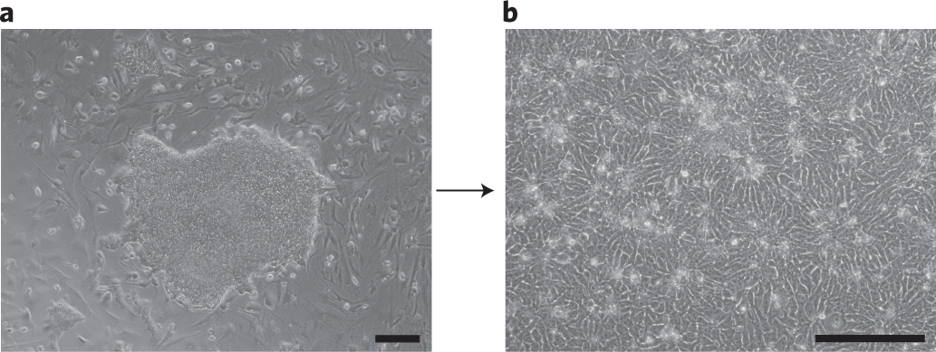 Fig. 3: Morphology of hPSCs on MEFs and in monolayer culture.