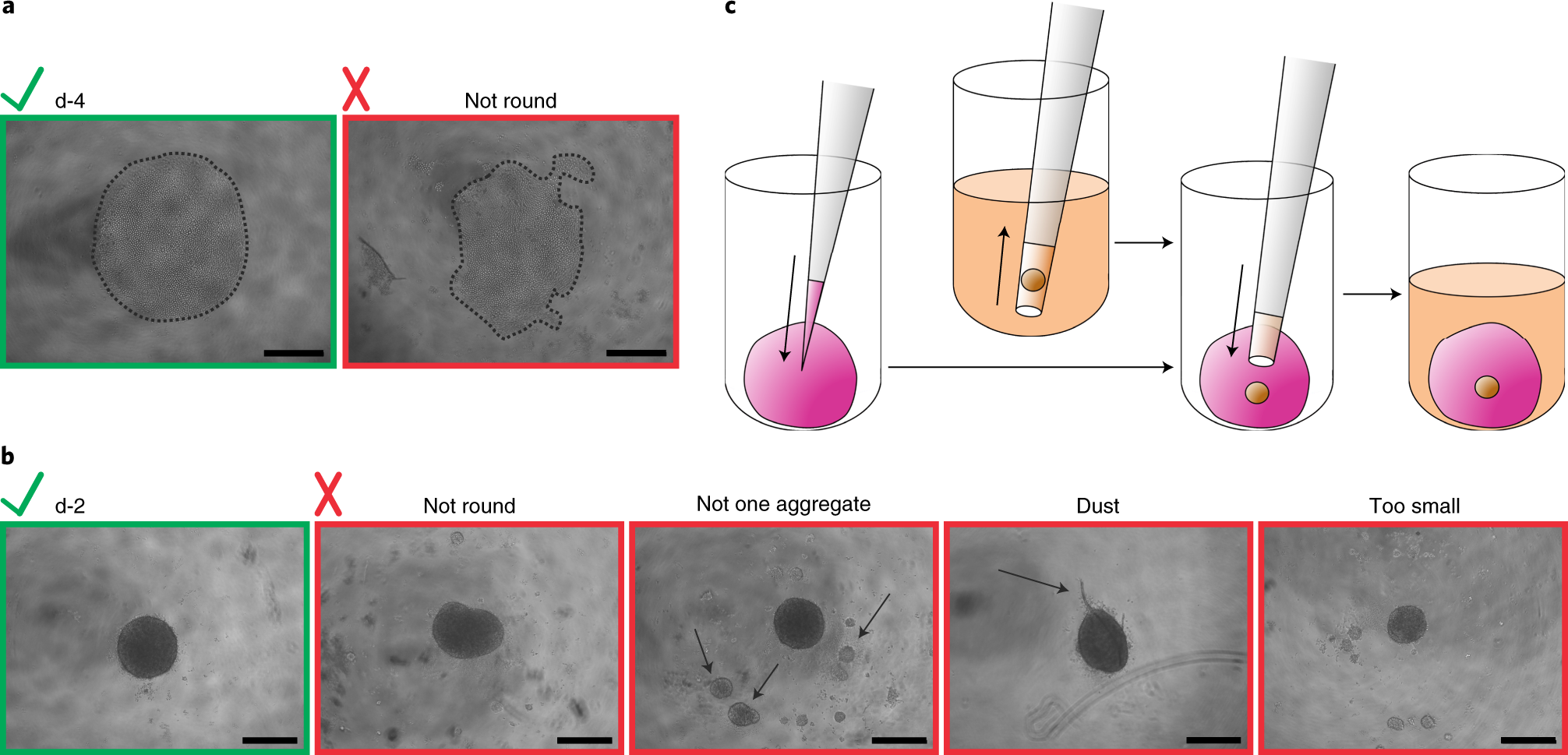 Fig. 4: Preculture of HFOs.