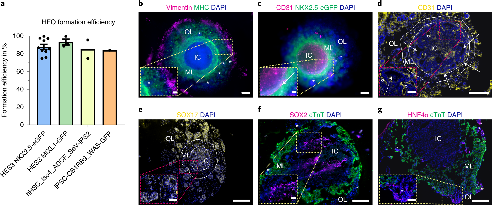 Fig. 7: HFO differentiation efficiency and tissue characterization.