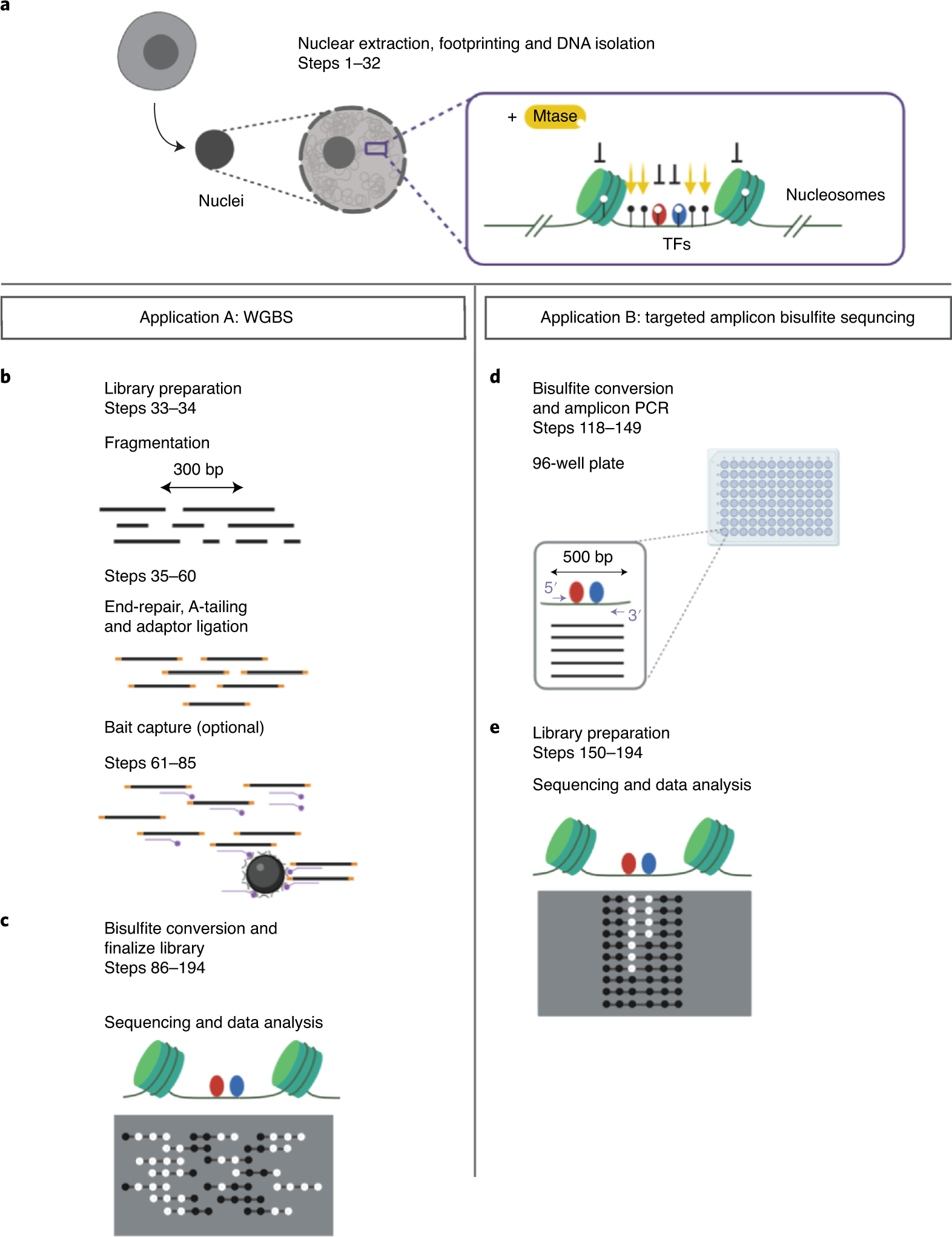 Fig. 1: Overview of the experimental workflow.