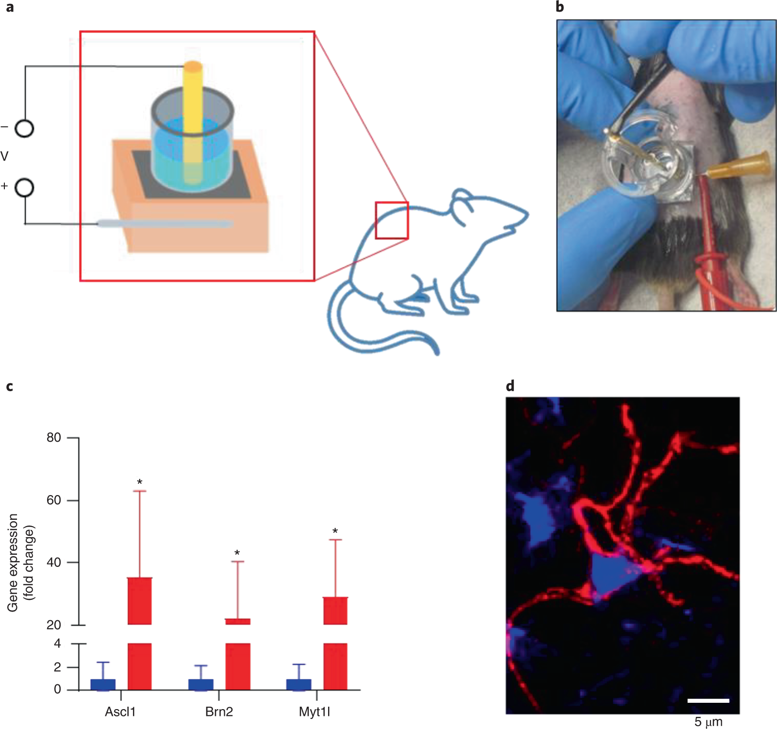 Fig. 11: Cutaneous TNT and in vivo reprogramming.