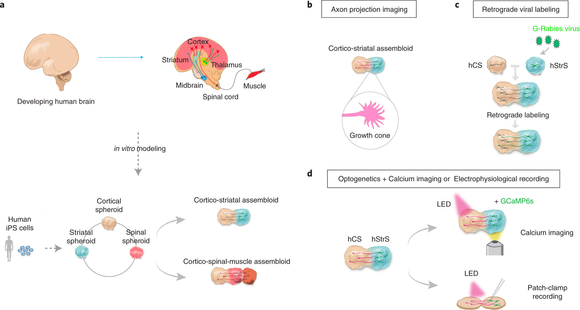 Fig. 1: Overview of generation and functional assays in brain assembloids.