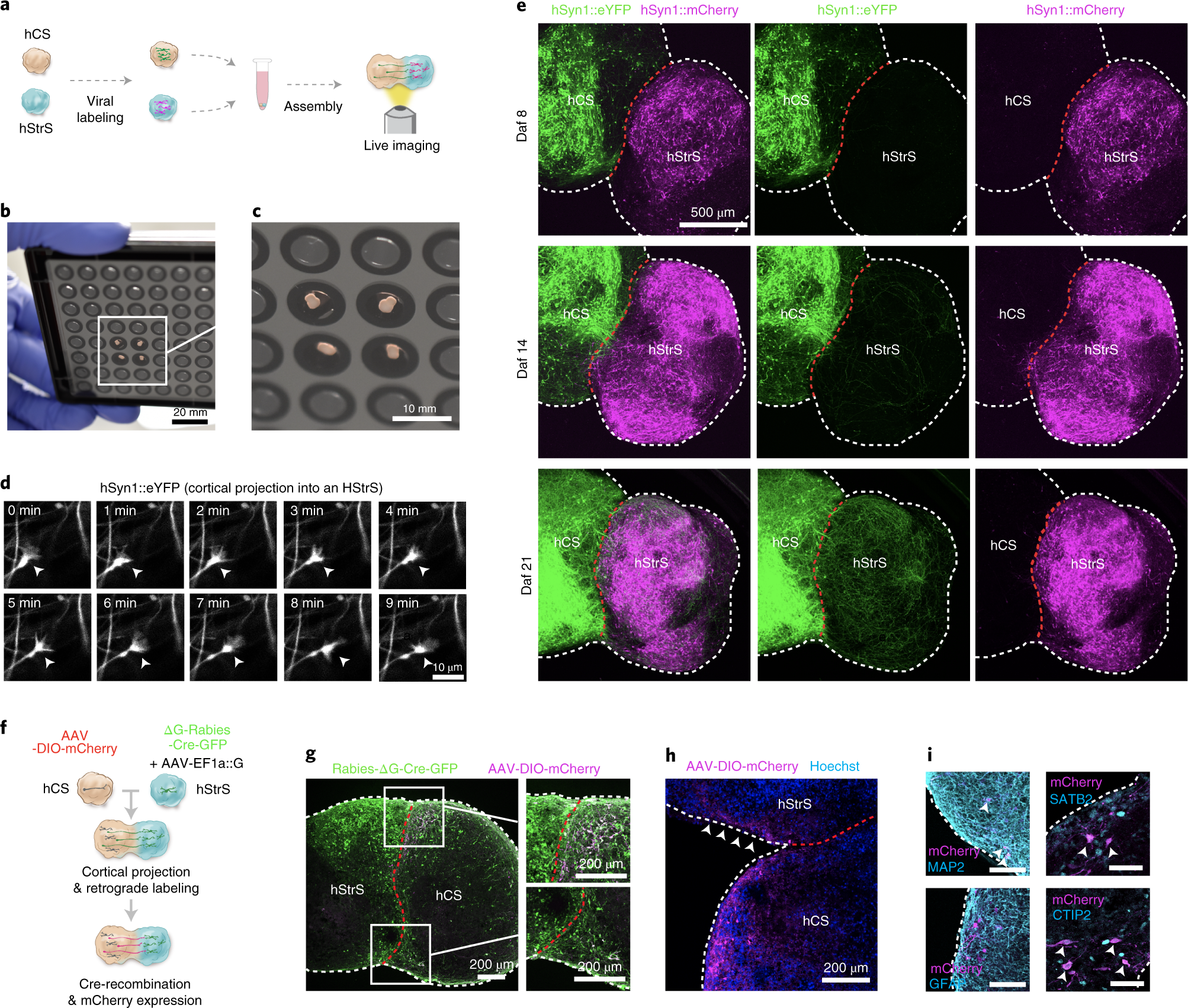 Fig. 3: Neural circuit formation in cortico-striatal assembloids.