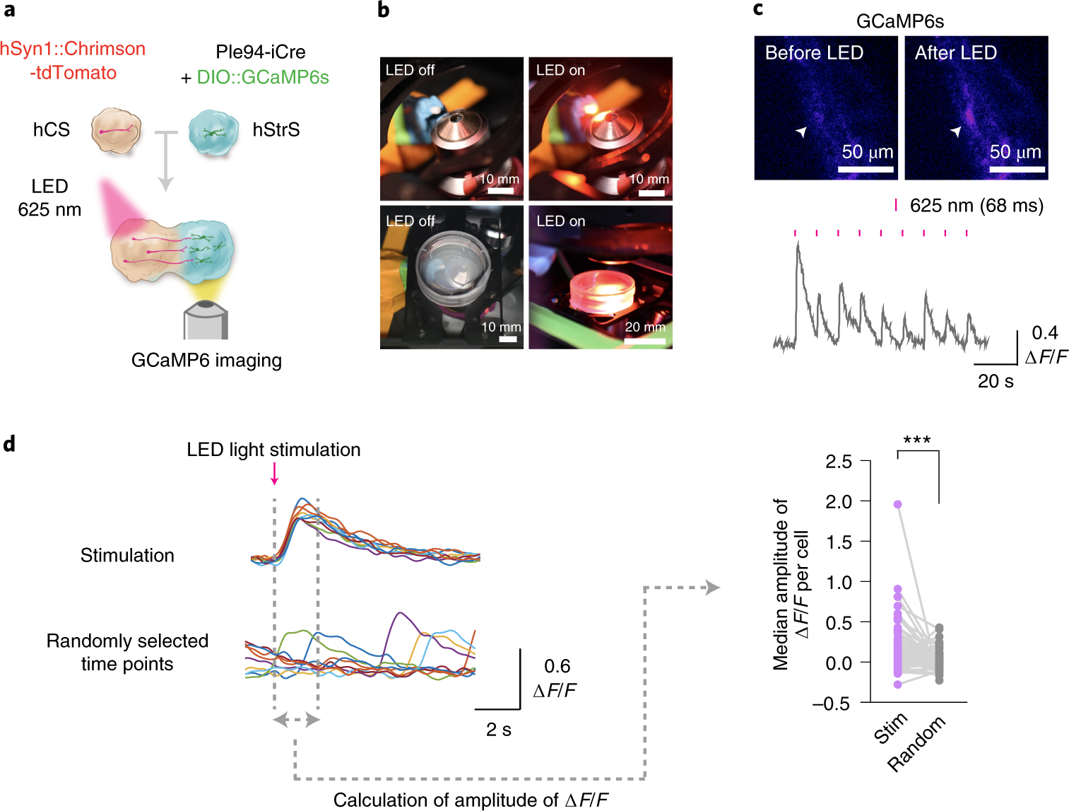 Fig. 4: Optogenetics and calcium imaging in cortico-striatal assembloids.
