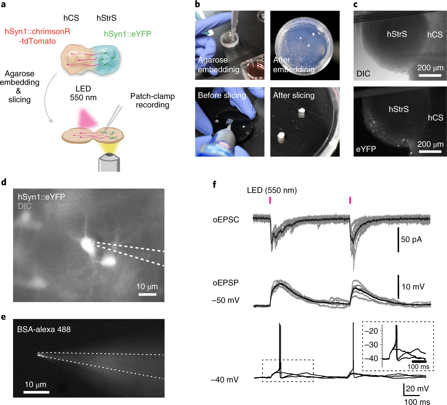 Fig. 5: Electrophysiological recordings in assembloids.