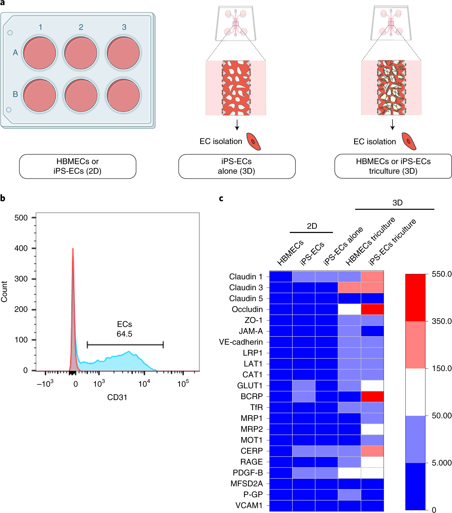 Fig. 12: EC culture conditions and isolation for gene analysis.