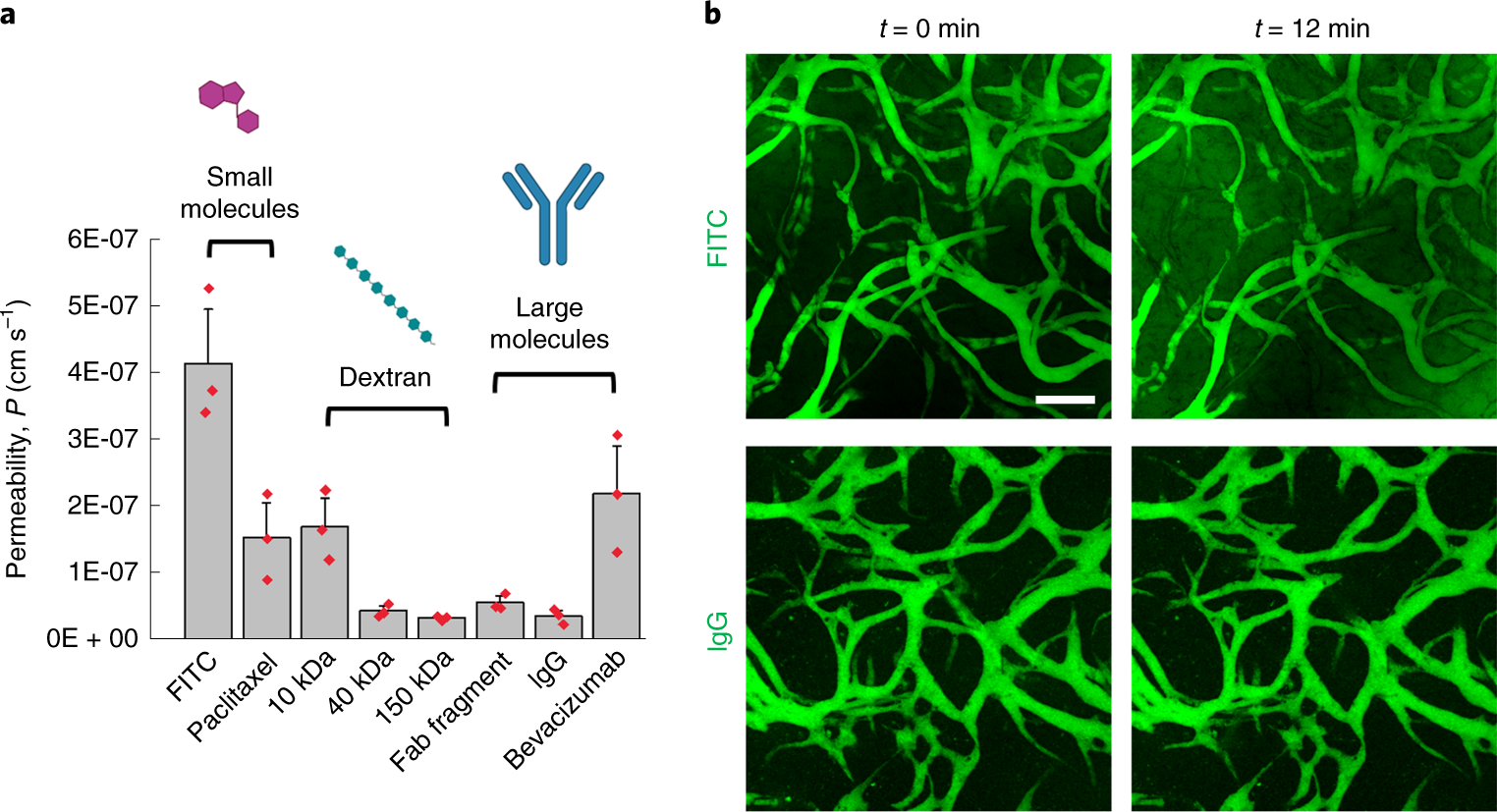 Fig. 13: Assessing transport across the BBB MVNs.