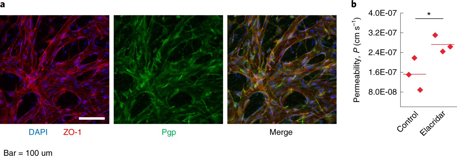 Fig. 14: Functional permeability assay.