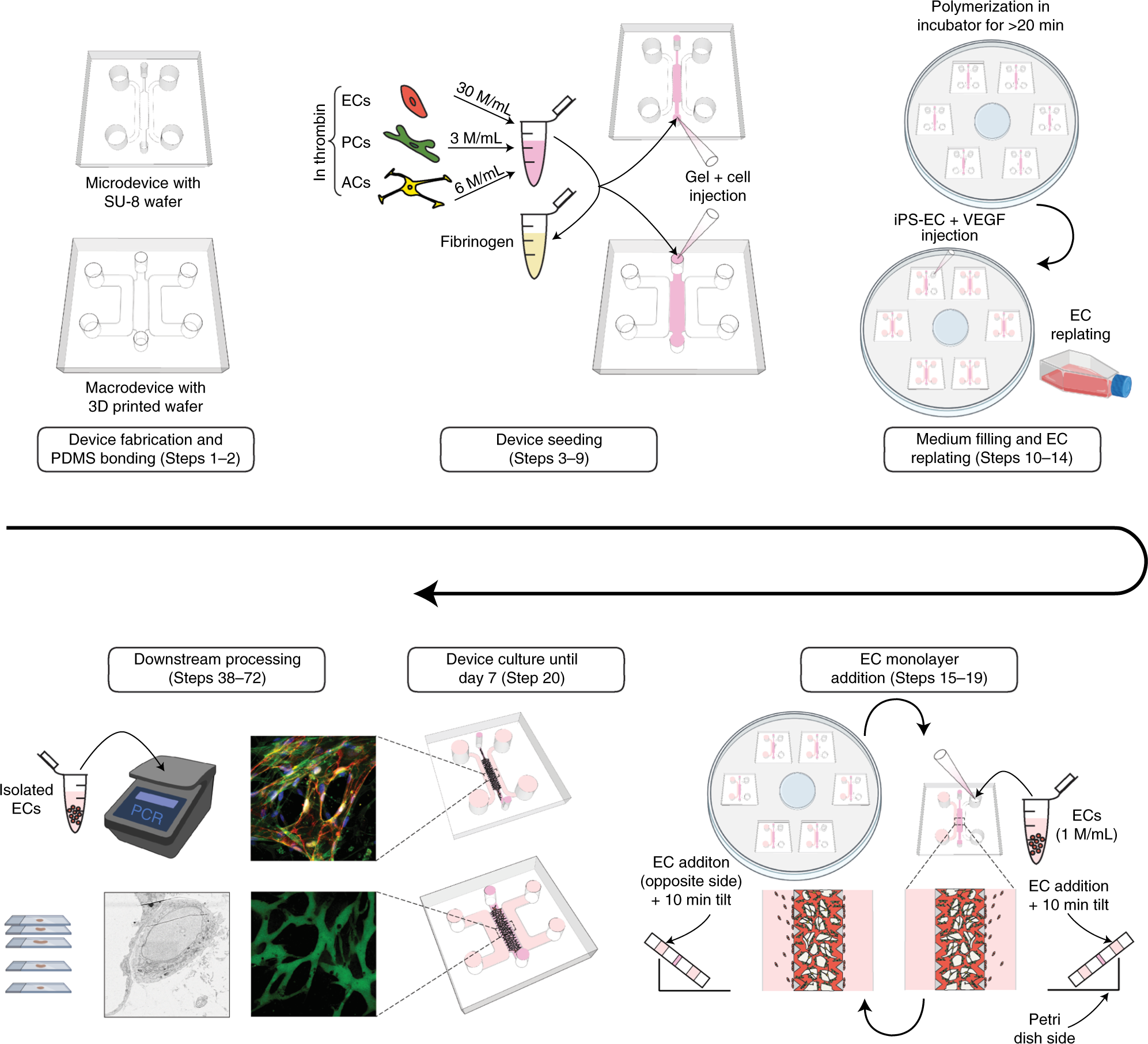 Fig. 1: Summary of protocol steps for the formation of BBB MVNs in the micro- and macrodevices, along with downstream applications following 7 d of culture in the devices.