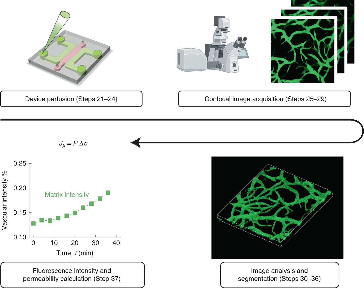 Fig. 2: Summary of protocol steps for the measurement of permeability in the BBB MVNs by confocal microscopy of fluorophore-labeled molecules.