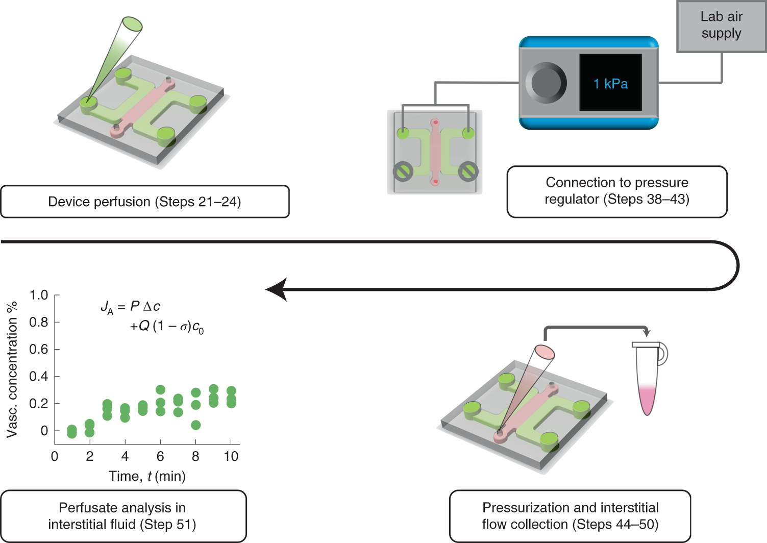 Fig. 3: Summary of protocol steps for the measurement of permeability in the BBB MVNs by collection and analysis of interstitial fluid after intravascular pressurization.