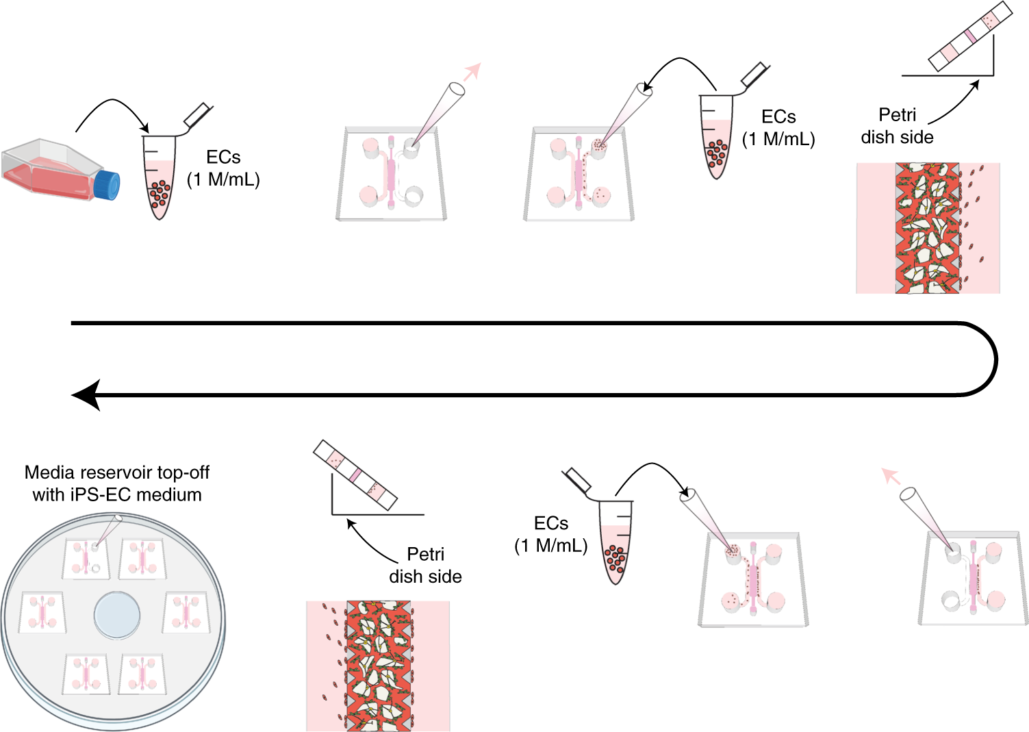 Fig. 5: Summary of protocol steps for the addition of EC monolayers in the side medium reservoirs on day 4 of culture (Steps 15–19 in the protocol).