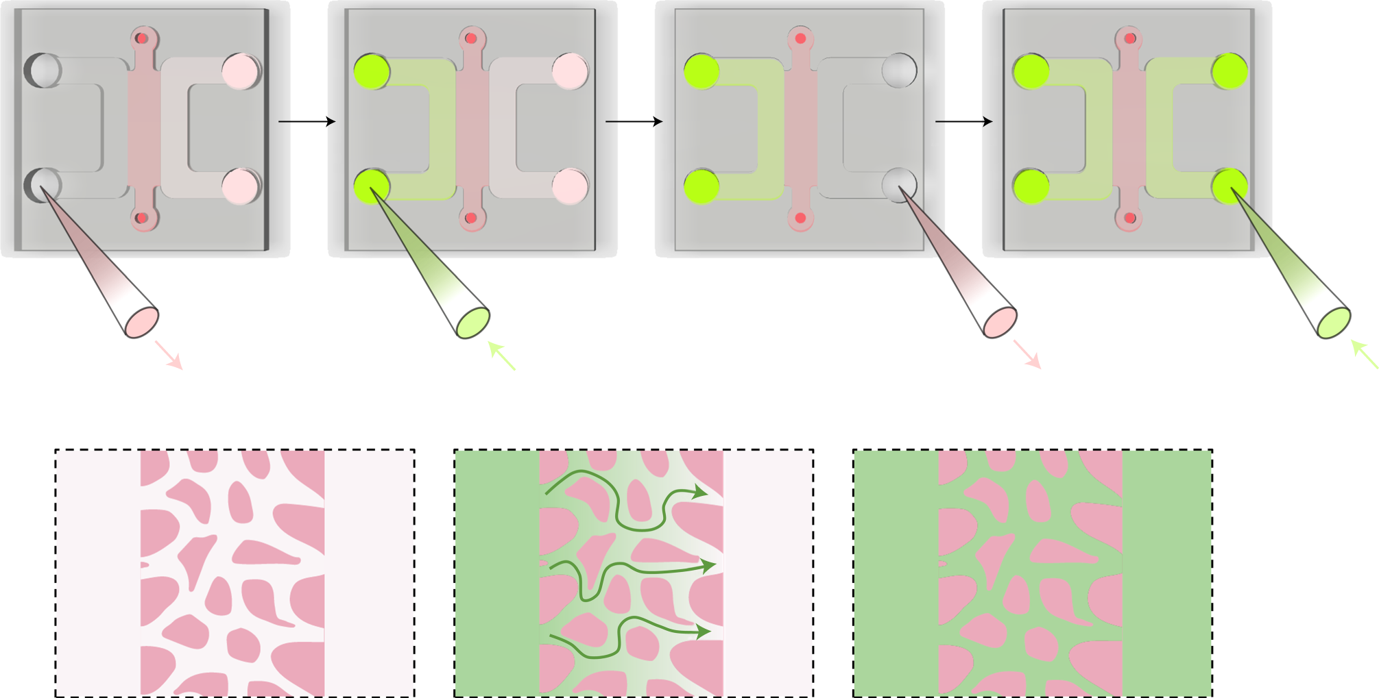 Fig. 6: Schematic visualization of molecular perfusion through the BBB MVNs (Steps 21–22 in the protocol).