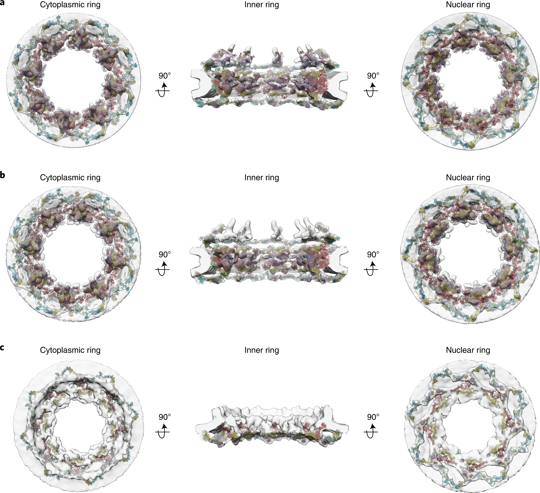 Fig. 6: Integrative models of ScNPC.