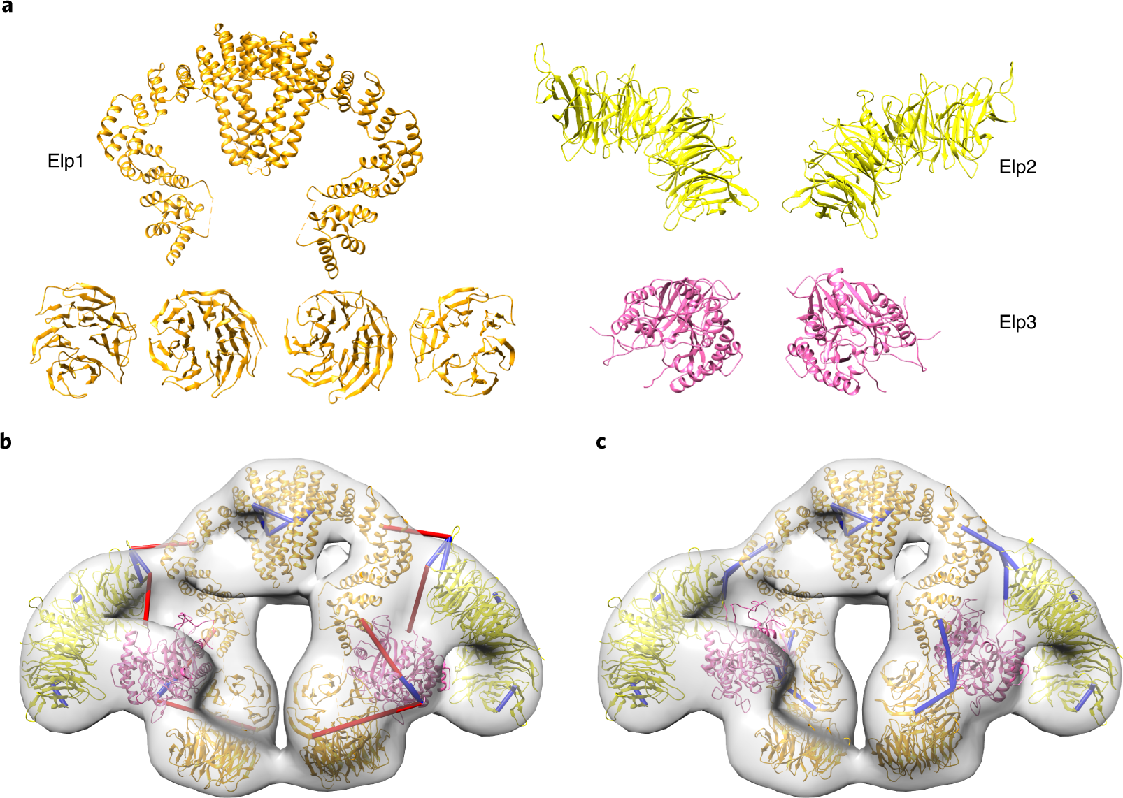 Fig. 7: Integrative modeling of Elongator complex.