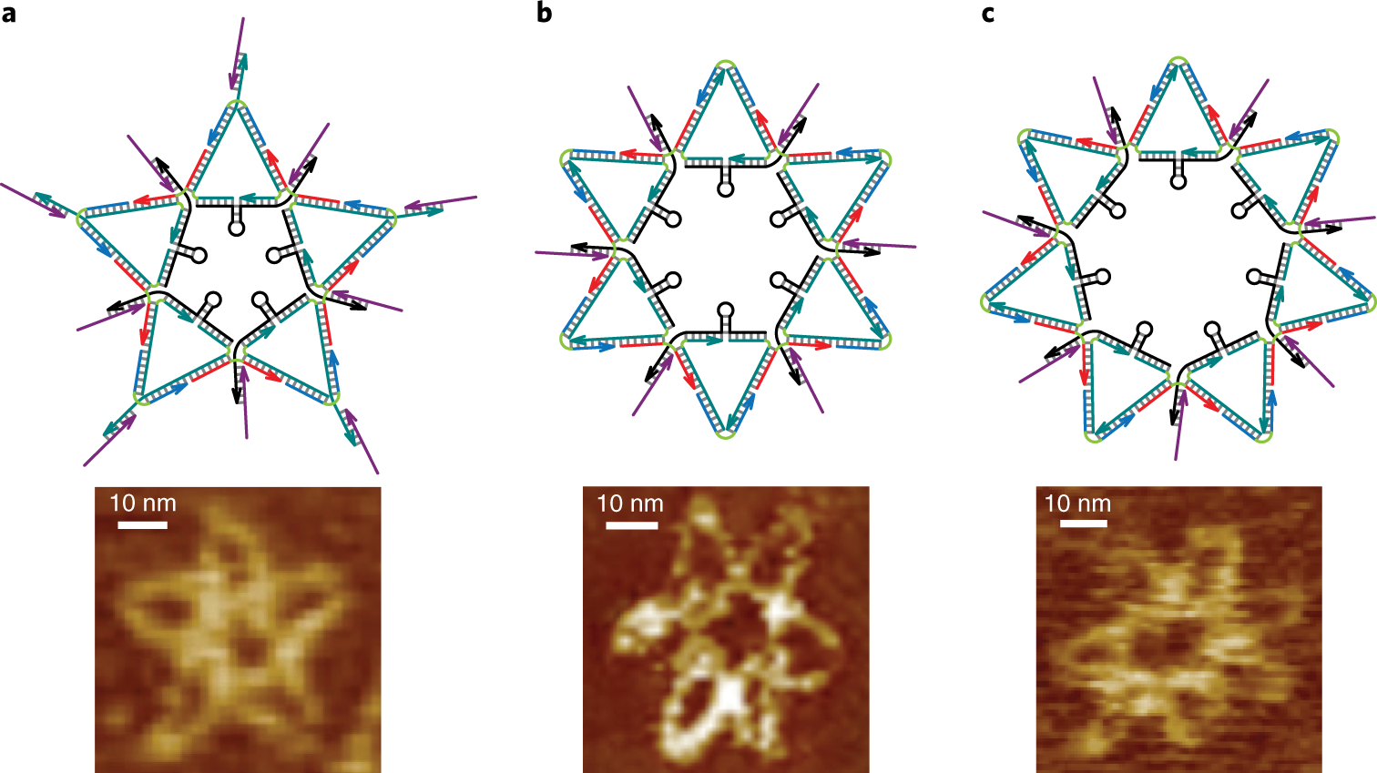 Fig. 10: AFM images of the DNA stars.