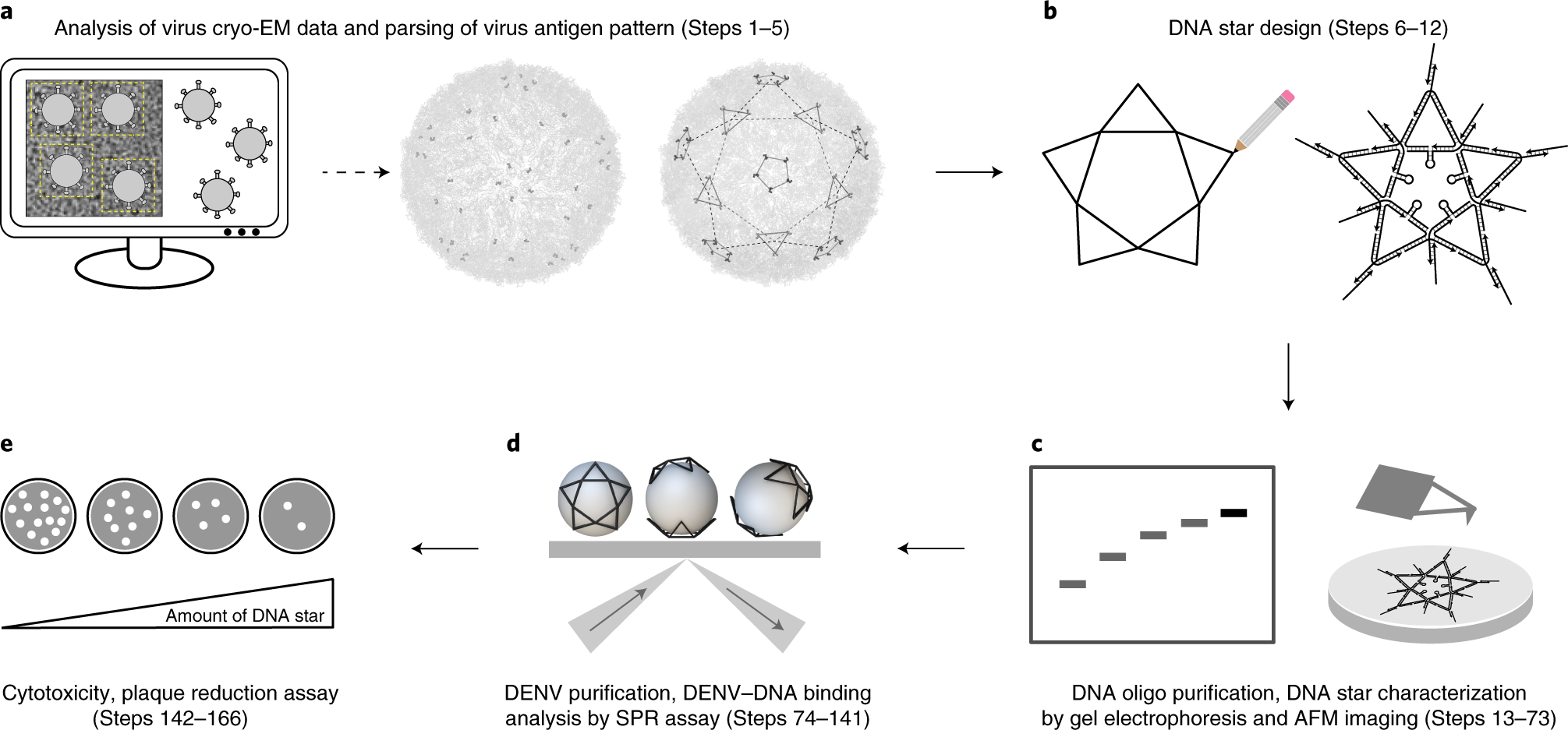 Fig. 2: Schematic overview of the design, assembly, and characterization of DDNs for inhibition of virus infection.