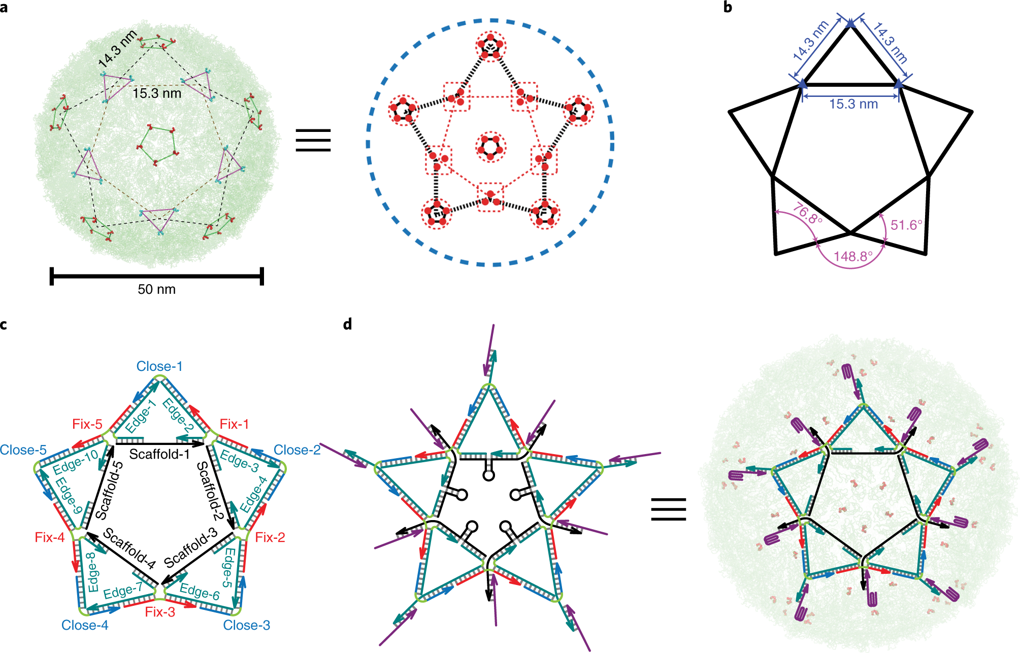 Fig. 5: DNA star design.
