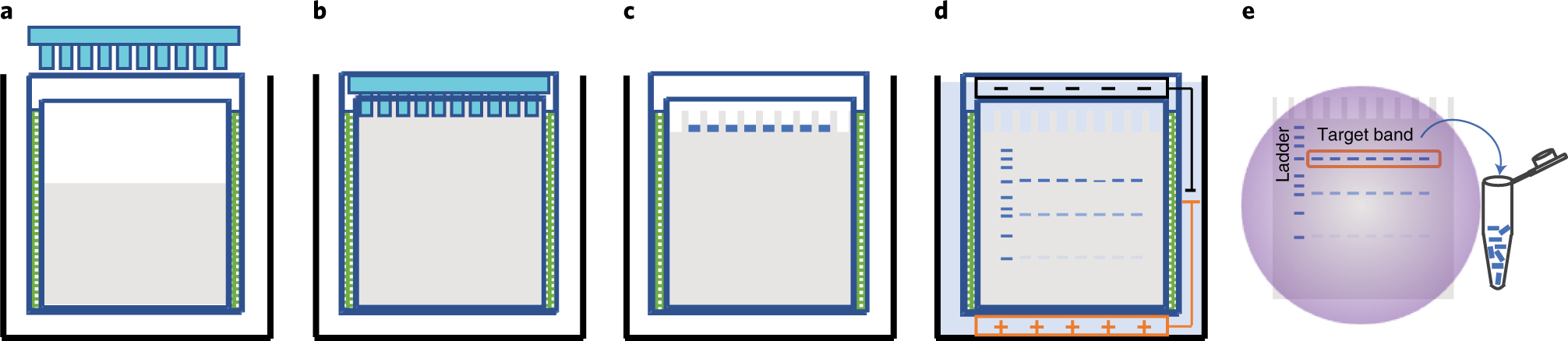 Fig. 7: Process flow schematic of the purification of DNA oligos using denaturing gel electrophoresis.