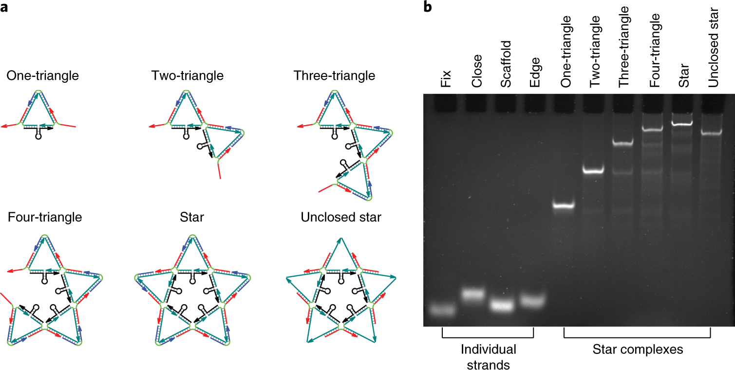 Fig. 8: Gel electrophoretic characterization of the DNA star nanostructure.