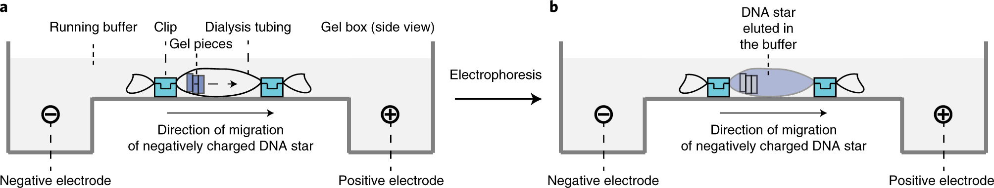 Fig. 9: Purification of the DNA star.