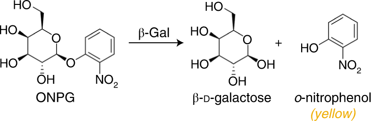 Fig. 3: Working principle for ONPG-based β-Gal activity assay.