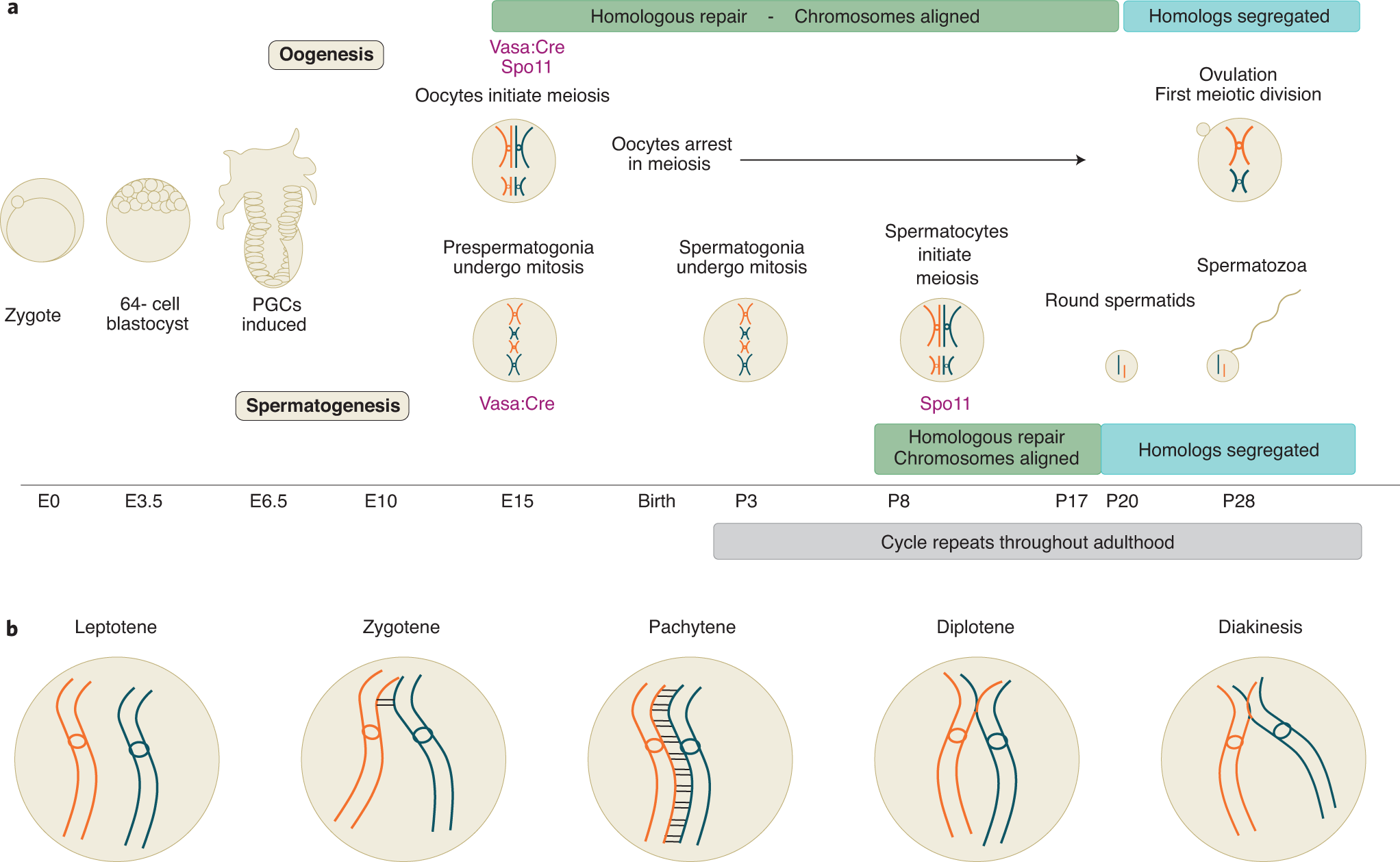 Fig. 2: Meiotic timelines inform chromosome alignment.