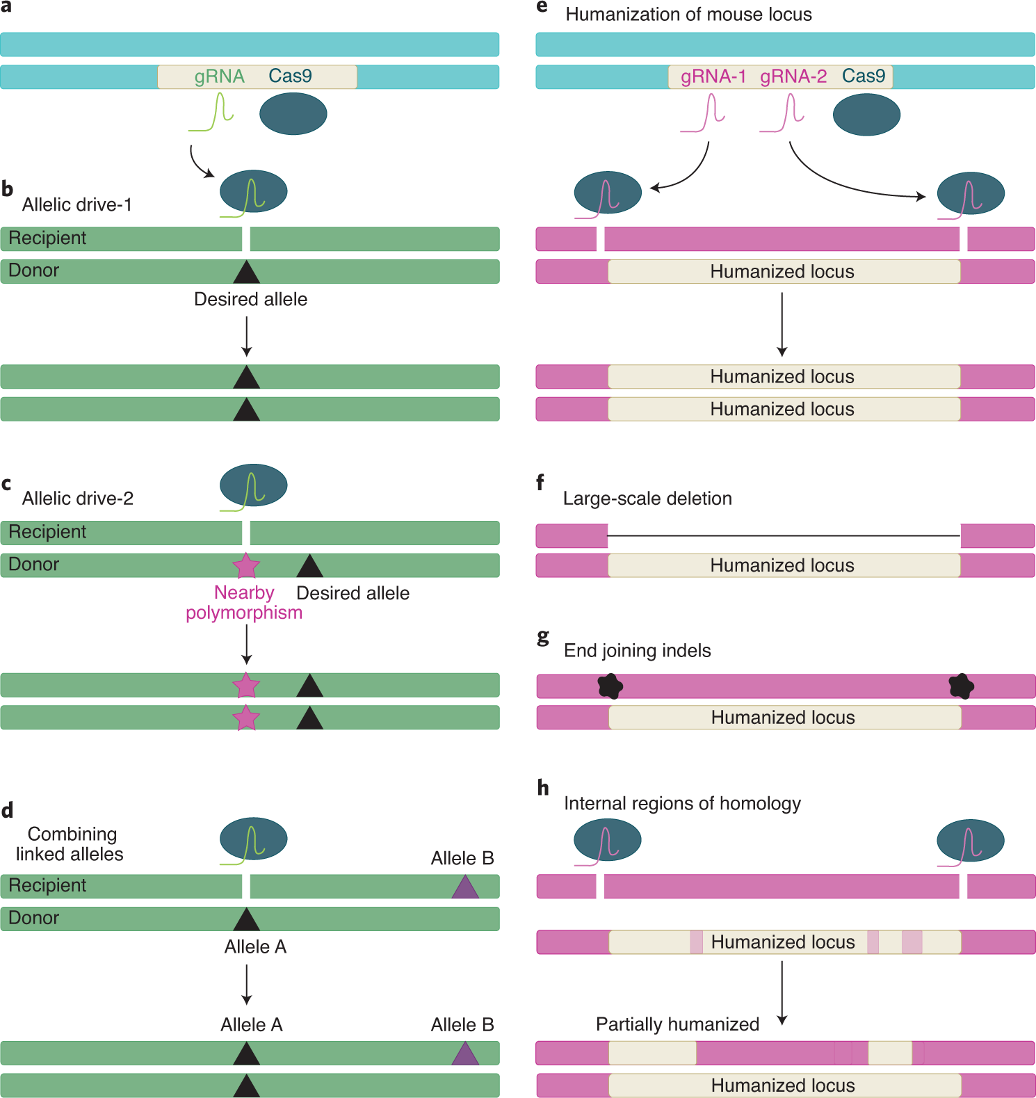 Fig. 3: Active genetic strategies for the production of a variety of mouse models.