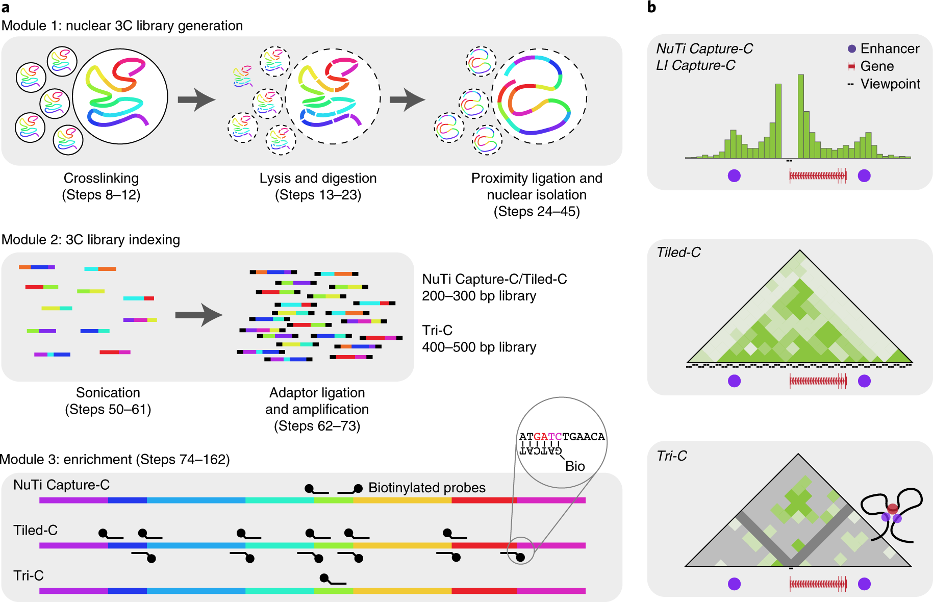 Fig. 1: Capture-C is modular and adaptable for characterizing chromatin folding.