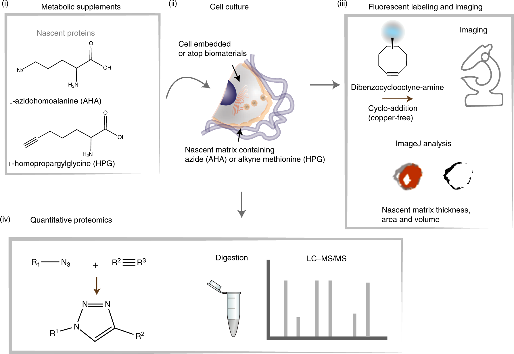 Fig. 1: Overview of the nascent matrix labeling approach.