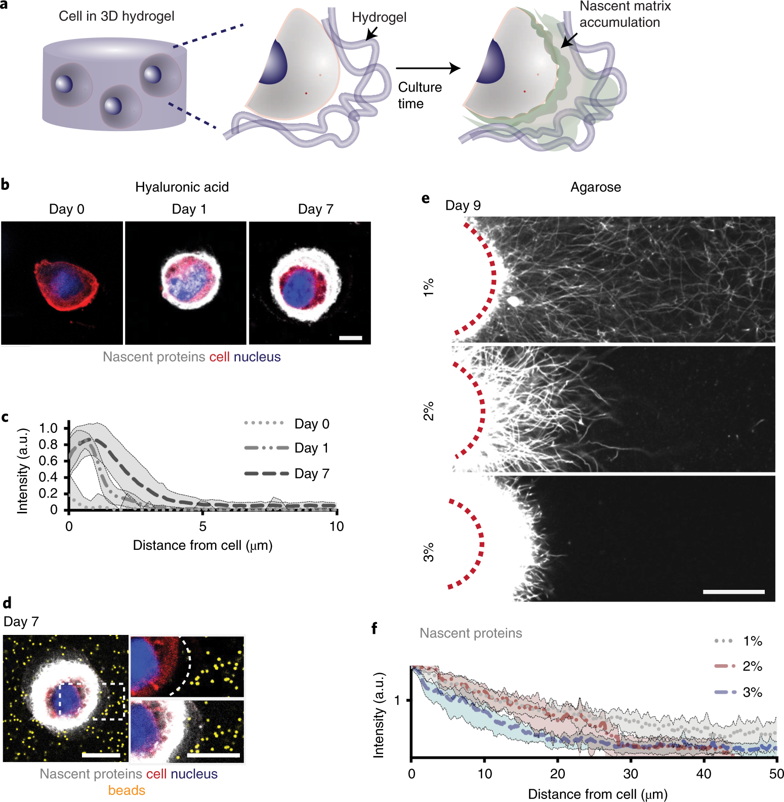 Fig. 2: Application of metabolic labeling to monitor nascent protein accumulation at the cell–hydrogel interface in 3D hydrogels.