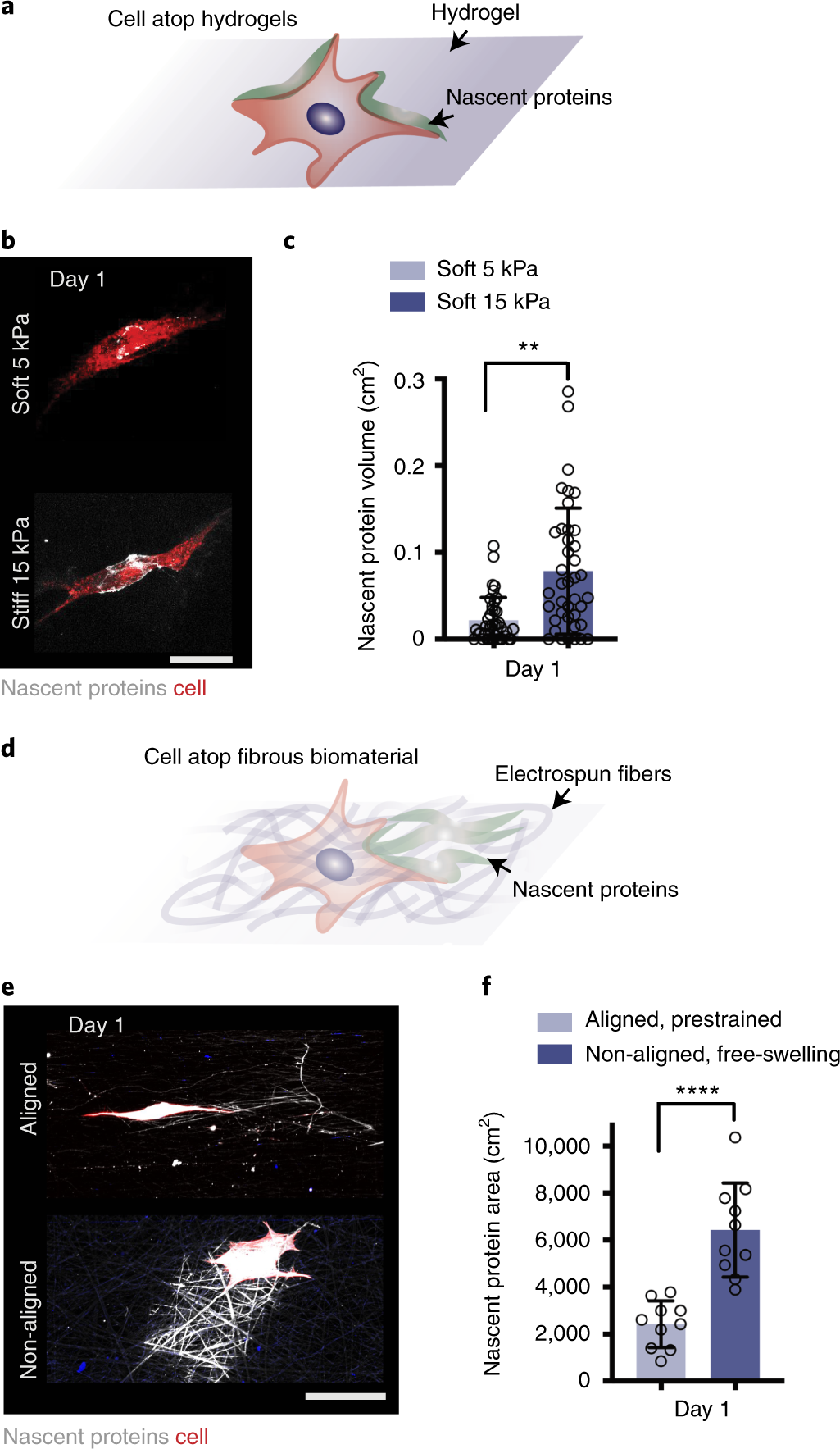 Fig. 3: Application of nascent protein labeling to assess cell mechanobiologic response atop 2D biomaterials.