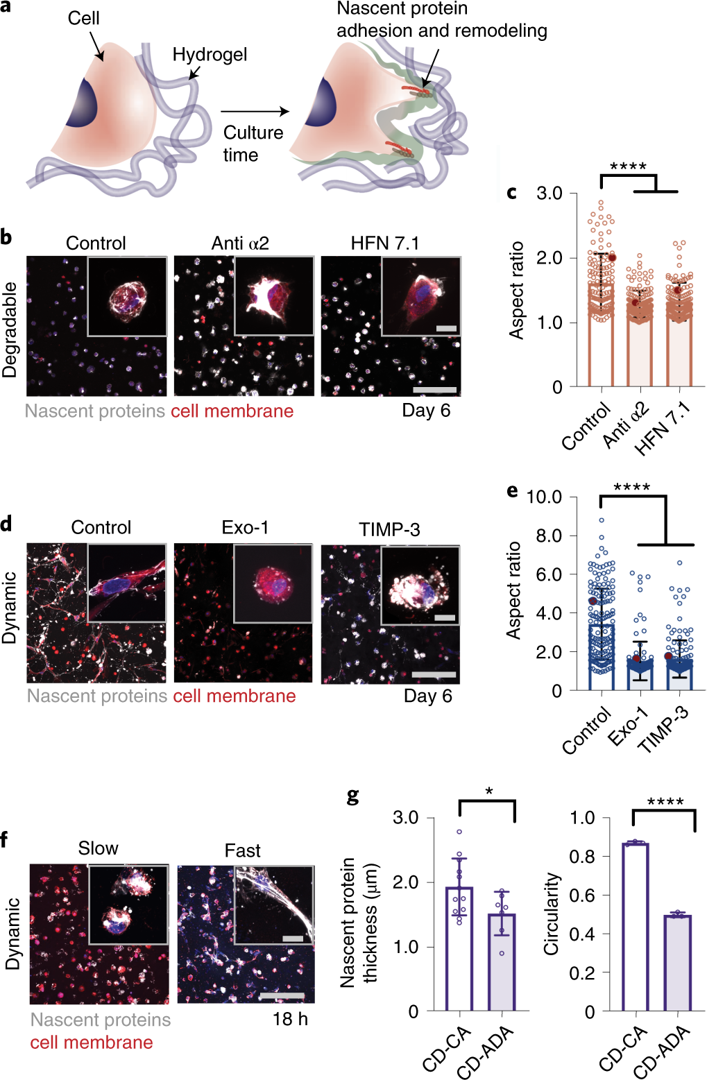 Fig. 4: Application of nascent protein labeling to probe mechanosensing and spreading in 3D hydrogels.