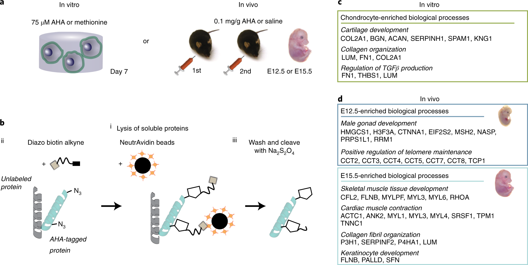 Fig. 5: Enrichment of AHA-labeled proteins within engineered hydrogels in vitro and from murine embryos in vivo.