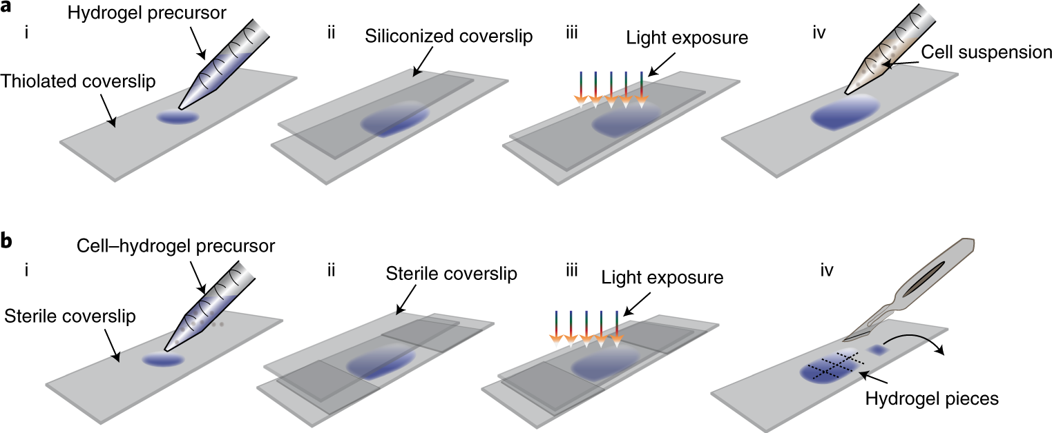 Fig. 6: Hydrogel preparation for 2D and 3D cell culture studies.