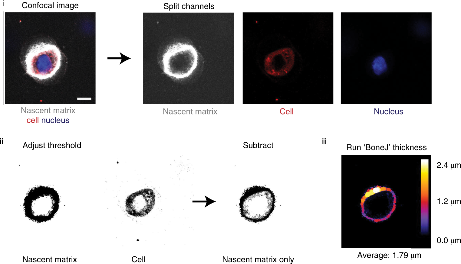 Fig. 7: Quantification of nascent matrix thickness in ImageJ.