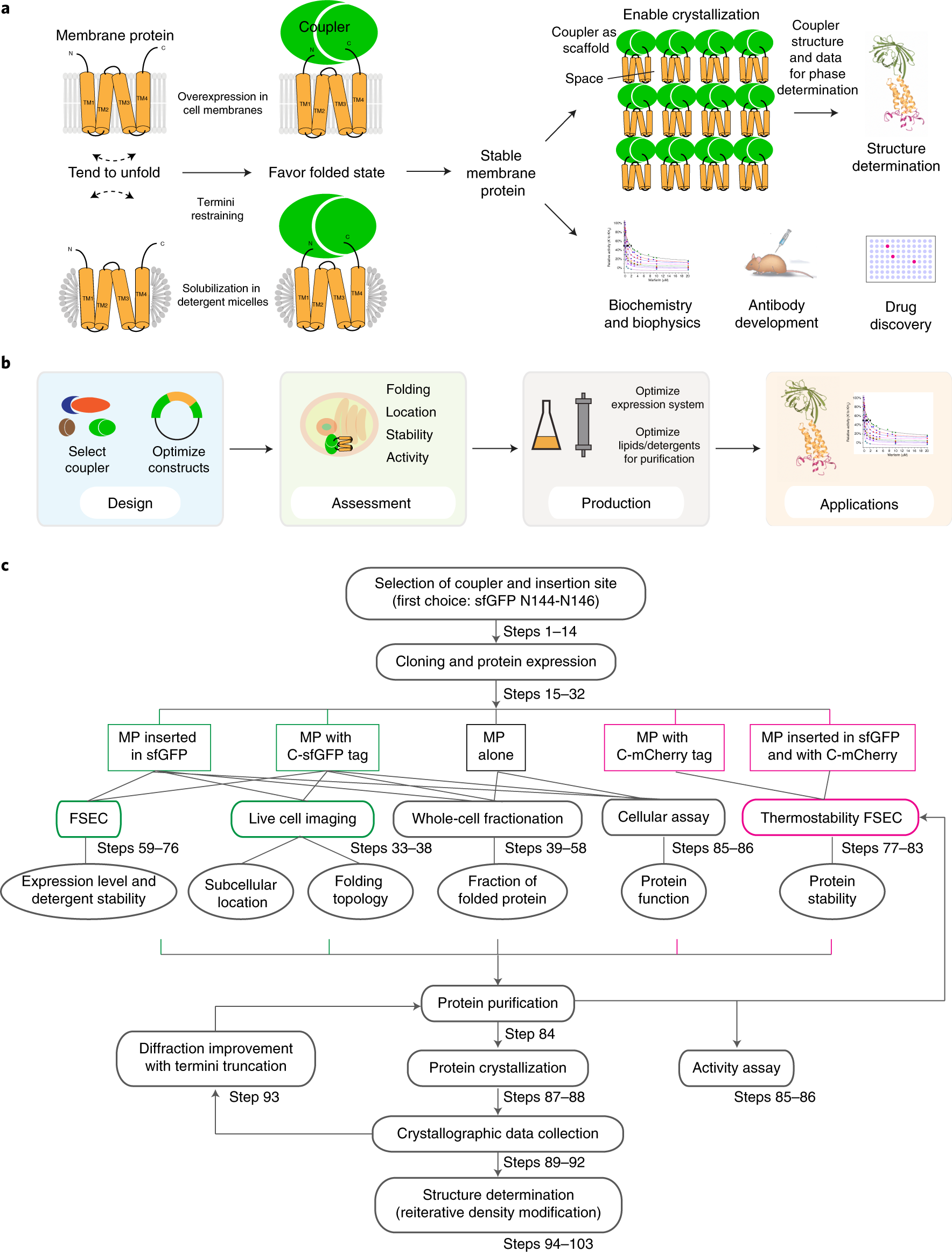Fig. 1: Overview of the concept and protocol of termini restraining.