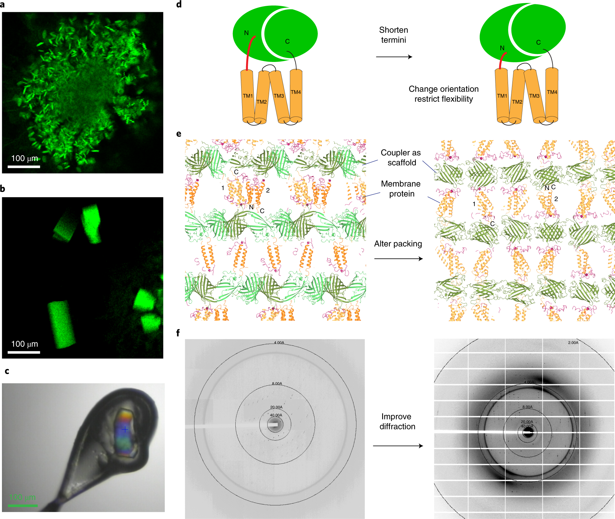 Fig. 3: Crystal identification and diffraction improvement of restrained membrane protein.