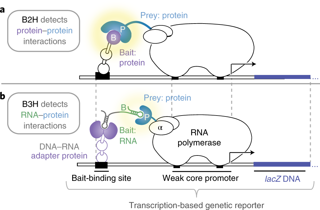 Fig. 1: General schematic of bacterial two- and three-hybrid systems.